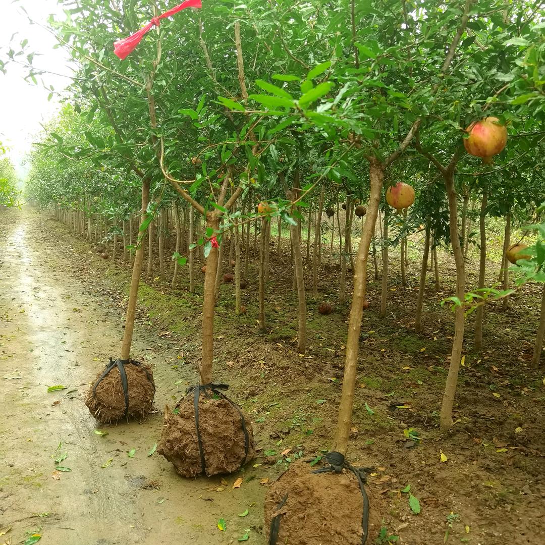 冠世榴园 永旺石榴 苗圃