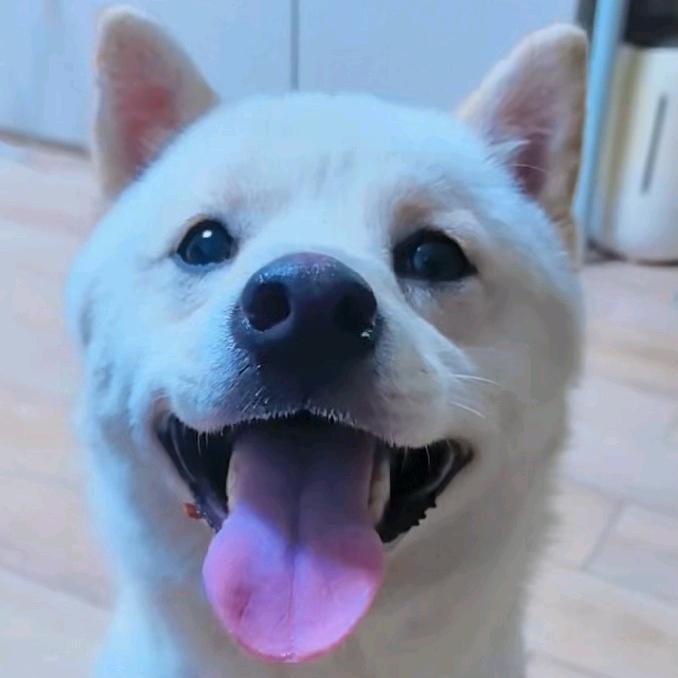 笨狗本地生活团购