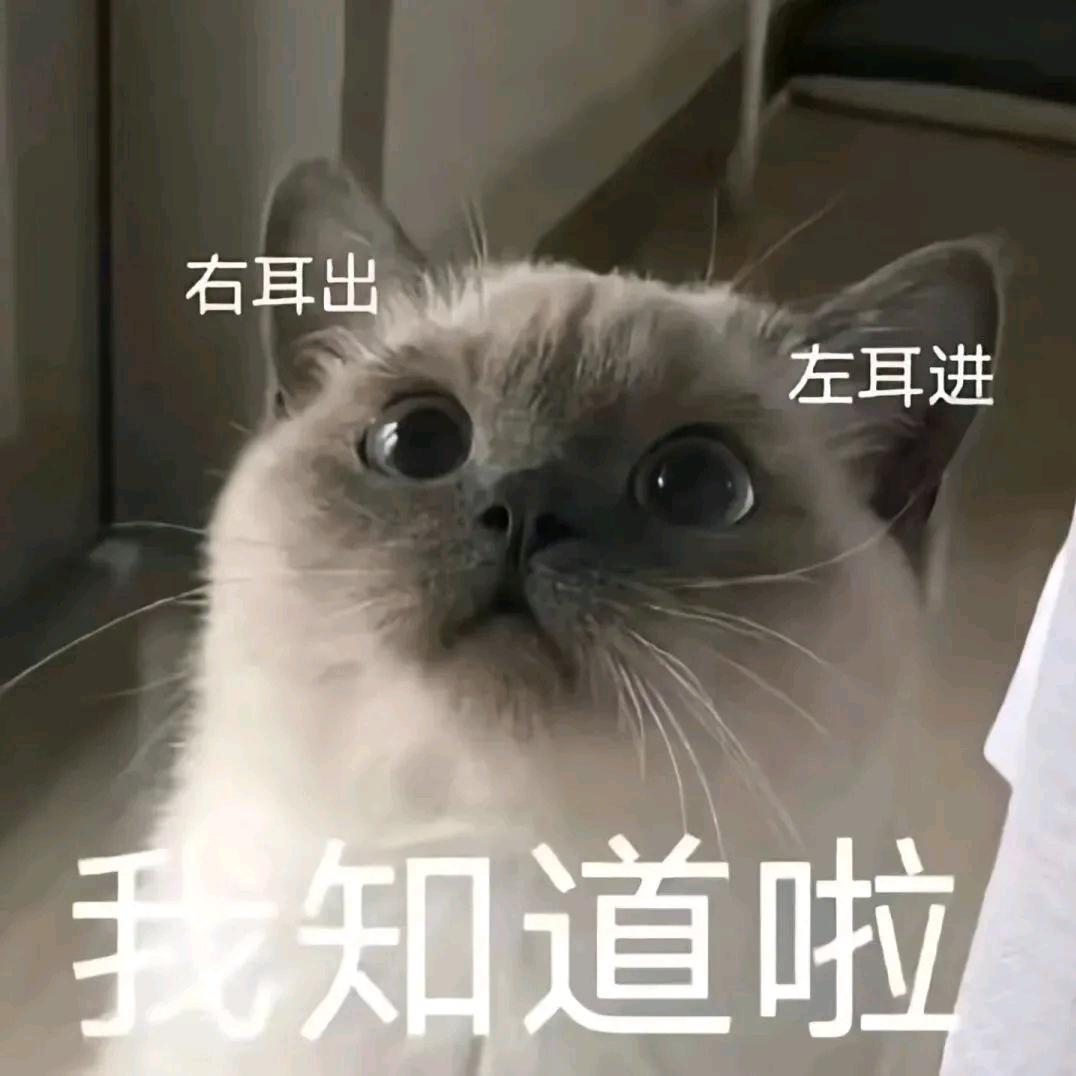 猫颜