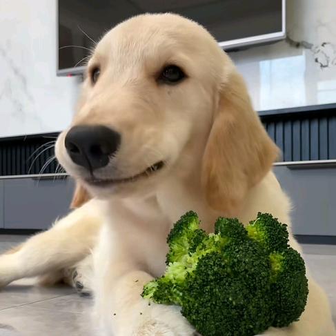 一顿八碗大米饭