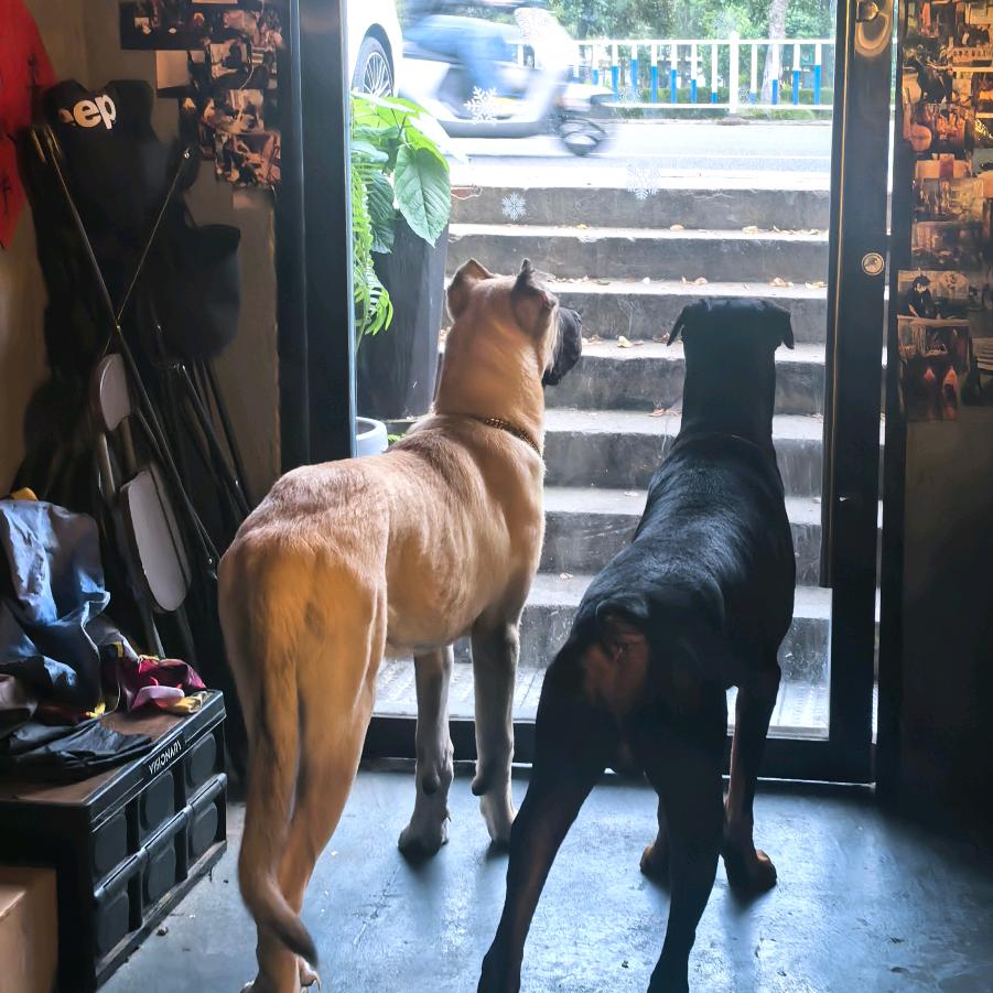 养猛犬的谢老师🎤