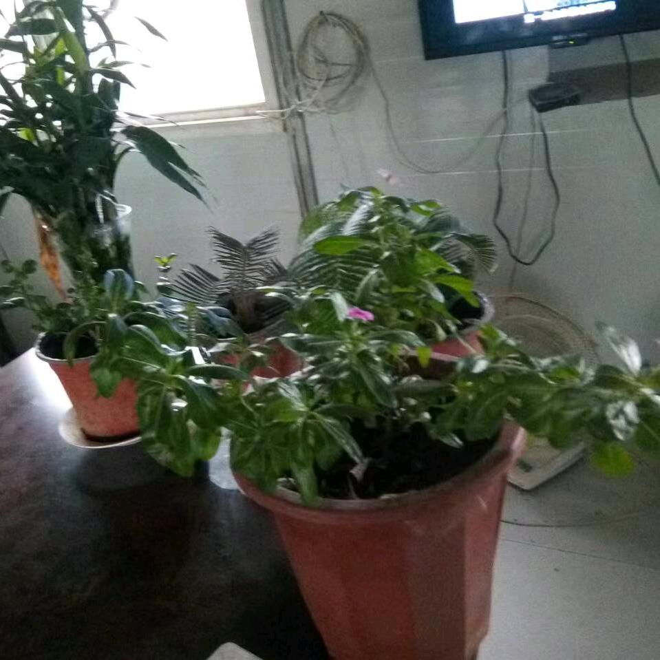 祝修品