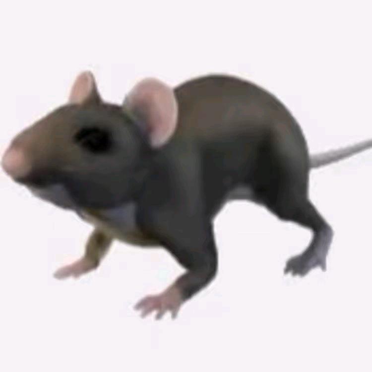 猛鼠王（三角洲行动）