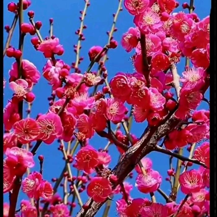 新玥 ❤️ (梅好院景）