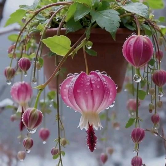 独来独往的女人。