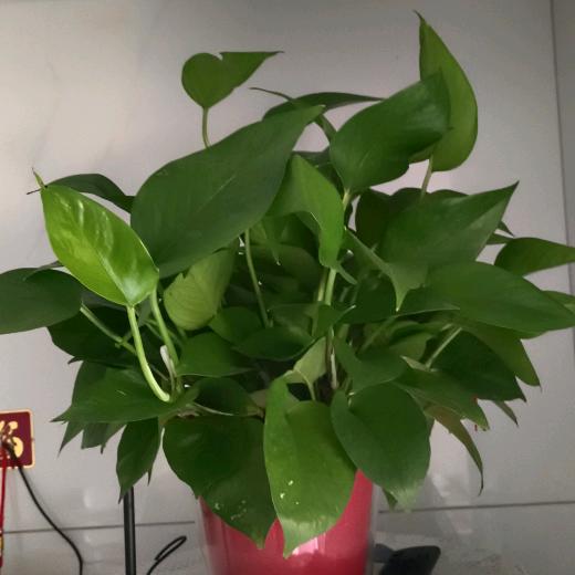 开心的悦悦