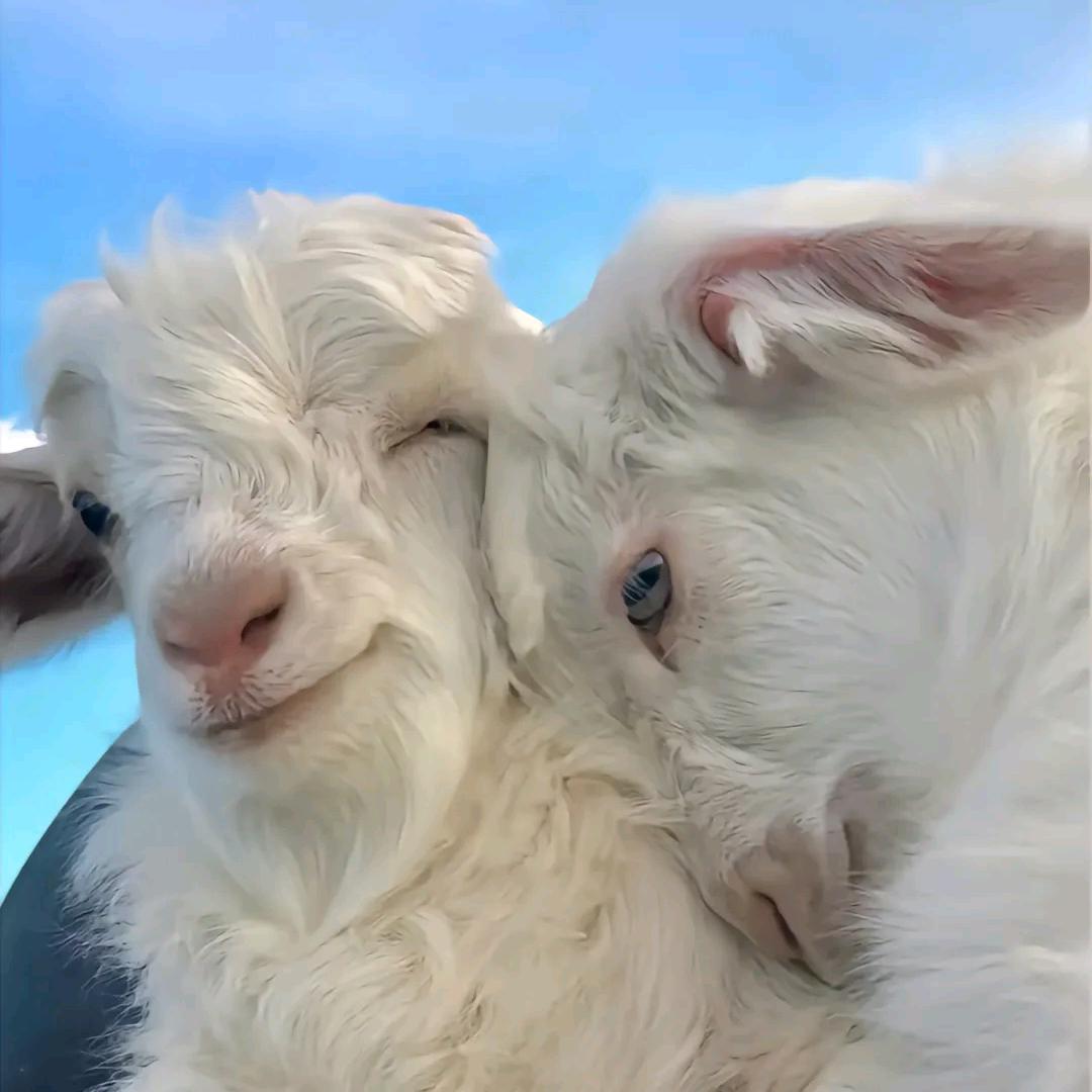 沙琪玛俱乐部（三角洲行动）