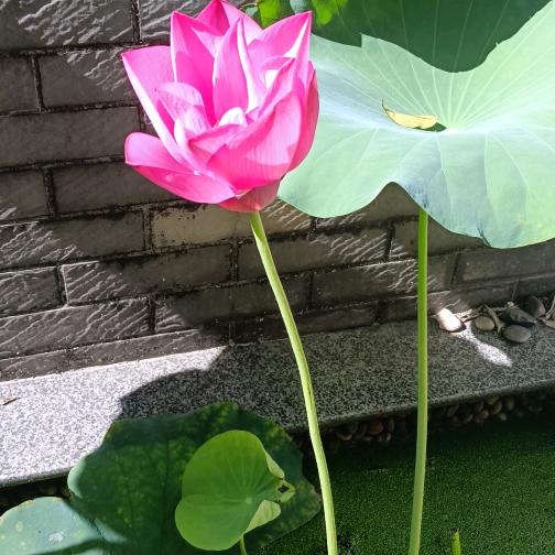 龙泉市周少琴棉被店