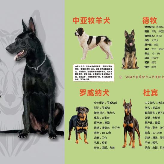 百宠阁大型犬舍繁殖基地(所有犬种都有）