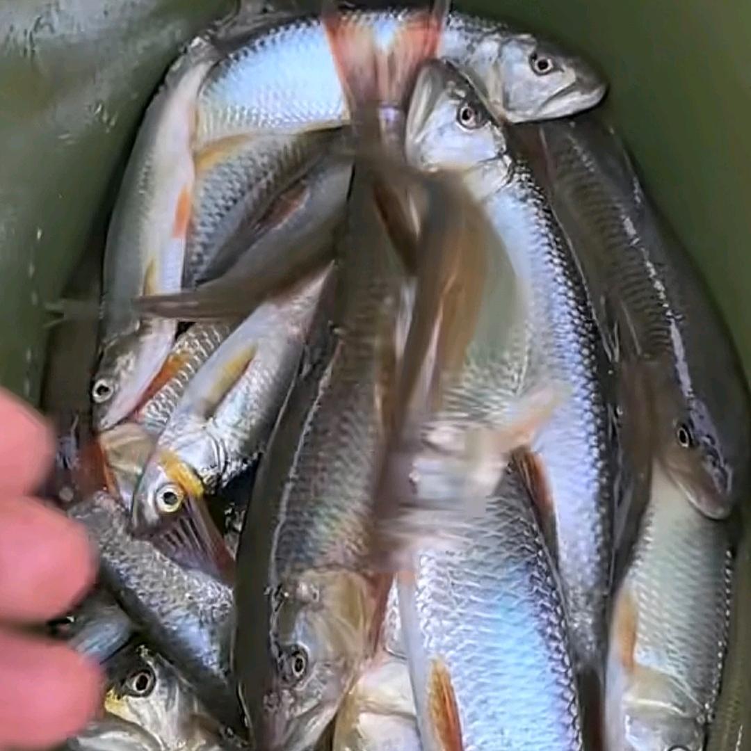 路亚不空军（微物路亚）