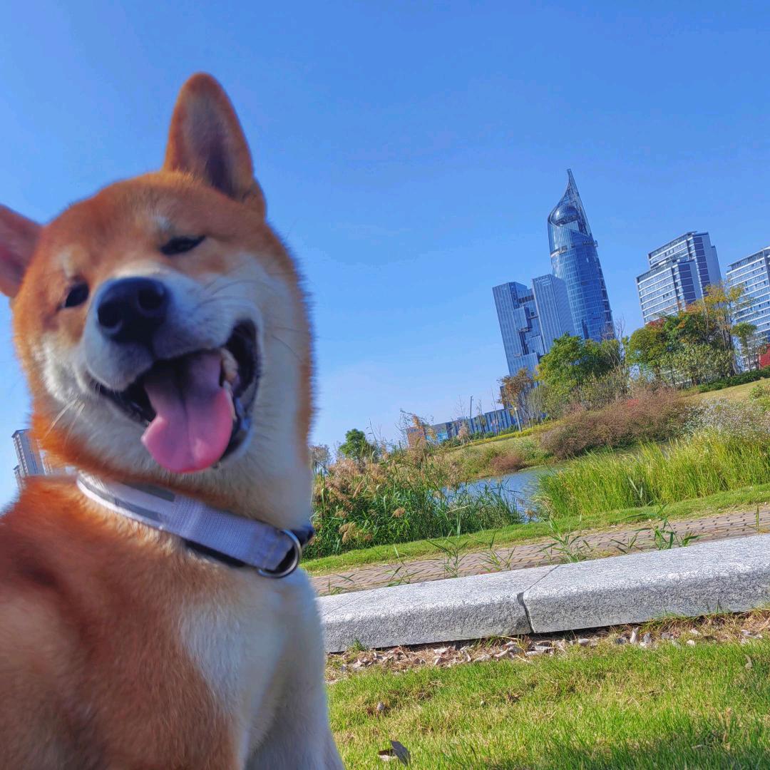 高冷的小主名字叫小九