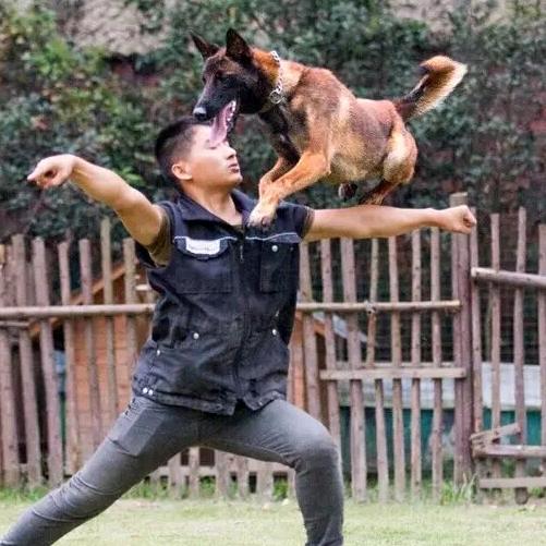 家宝训犬学校总校～唐校长