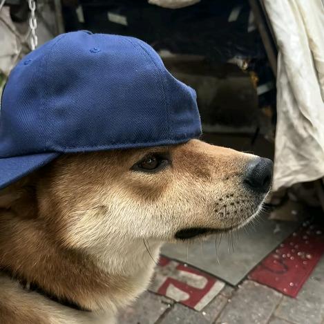 想睡觉被楼梯过肩摔