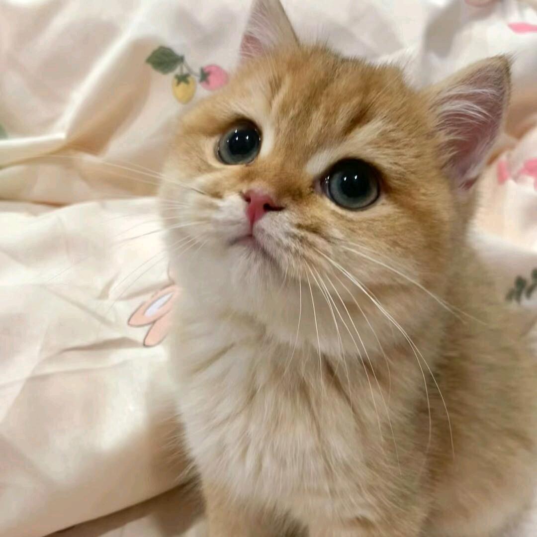 欣欣爱养猫