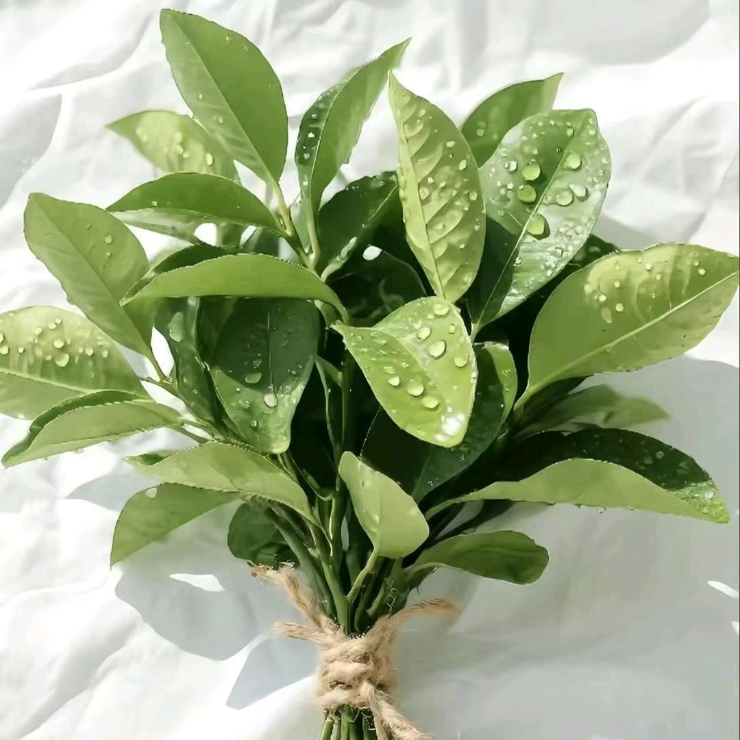 橙子