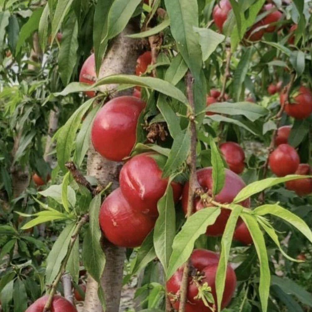 💏砀山傻子姐💑