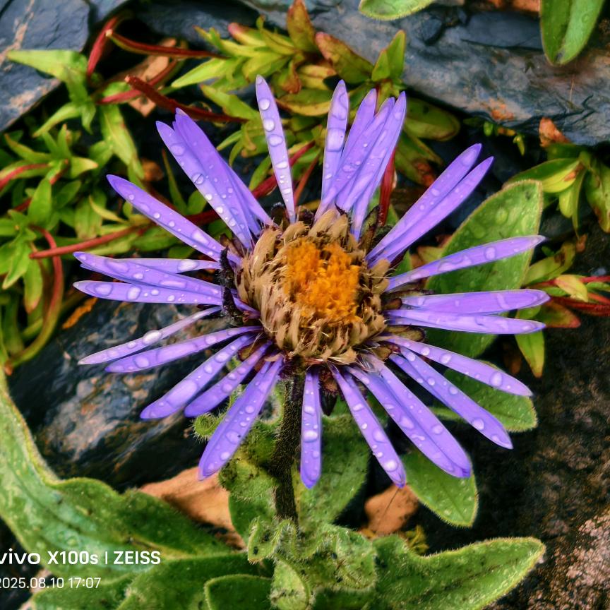 ꪔ̤̮甜茶ᵍⁱʳˡ