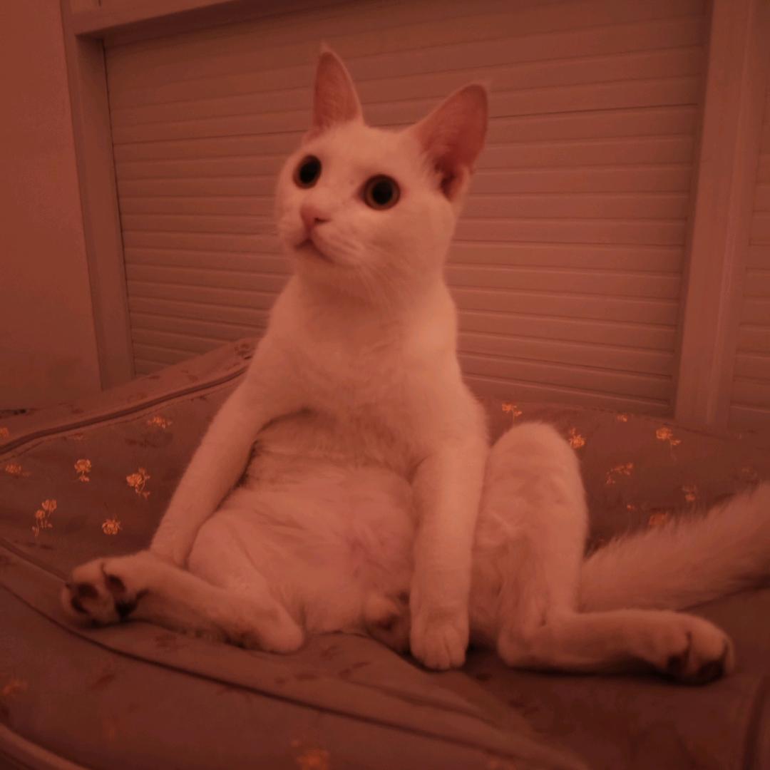 zoz