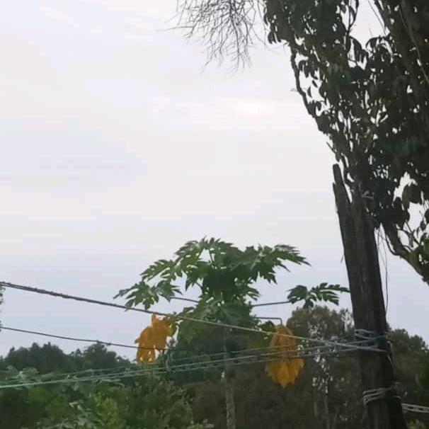 喜欢特别丑的