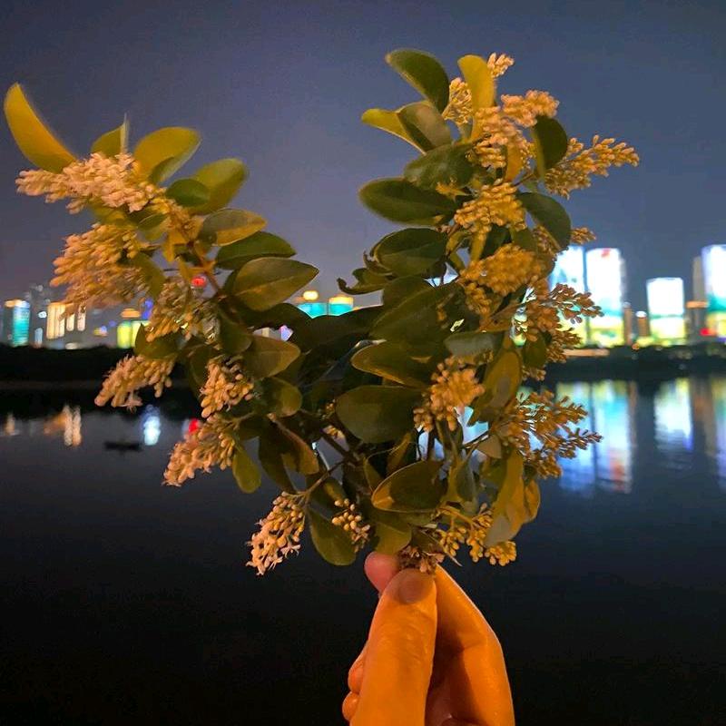 我是，芬姐