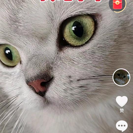 曼基康矮脚猫猫舍