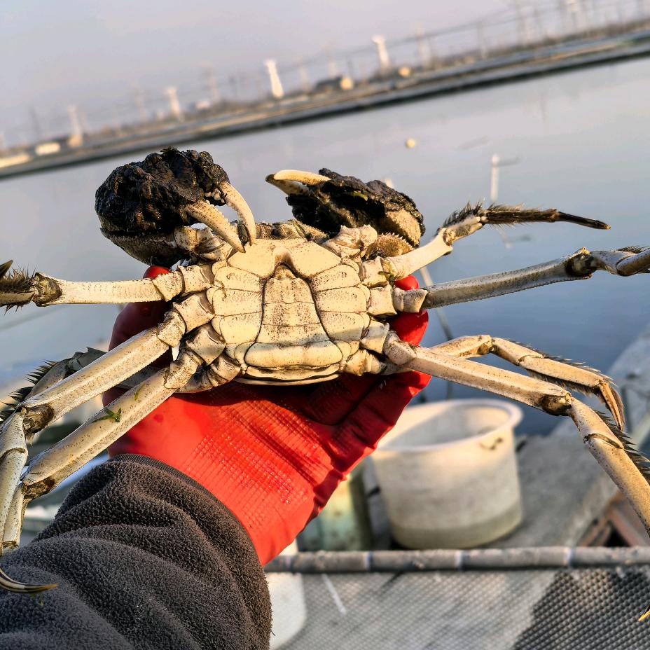 🦀蟹塘主