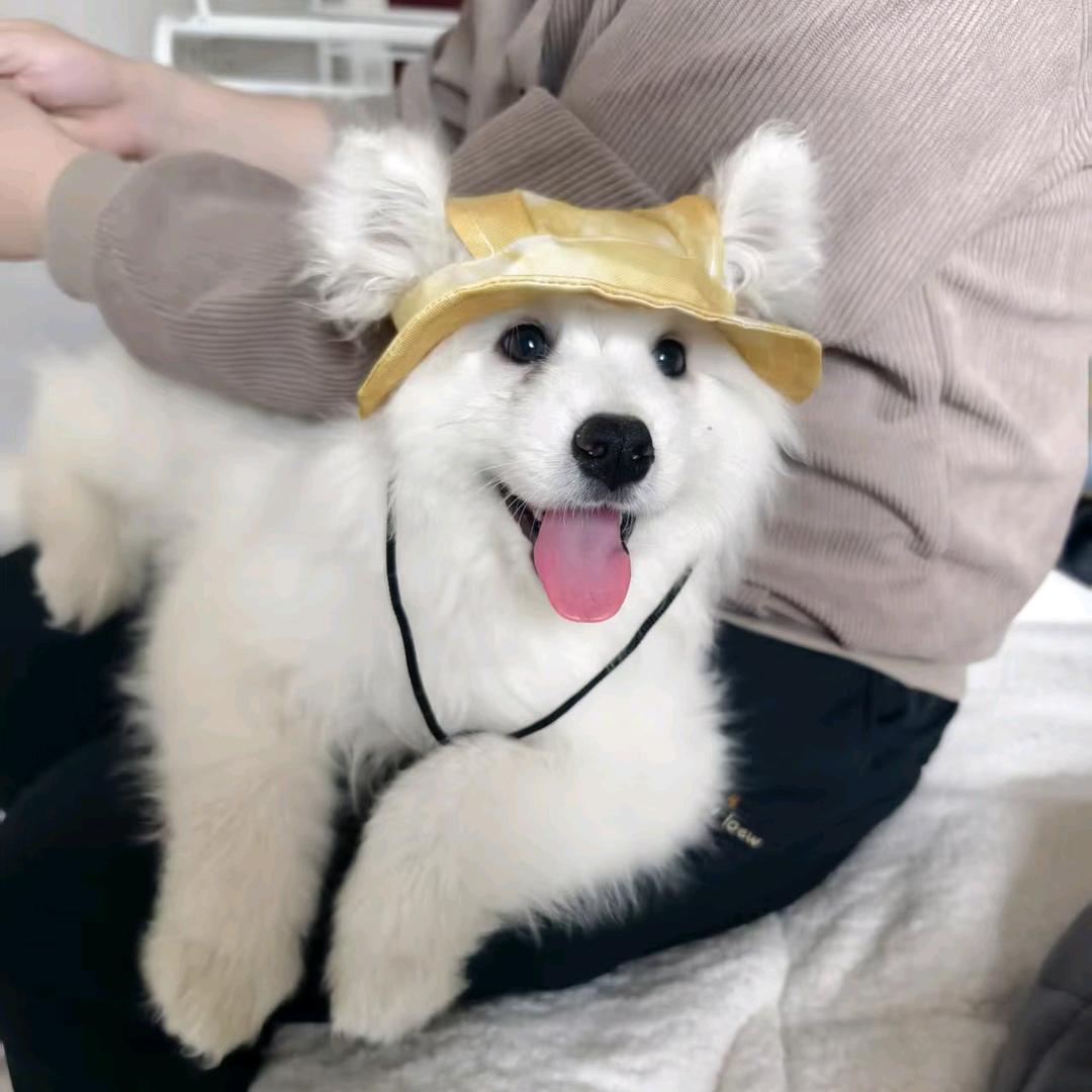 米粒儿是只汪🐶