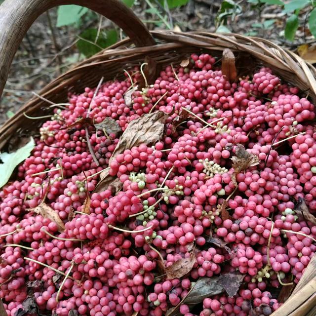 北葵向暖