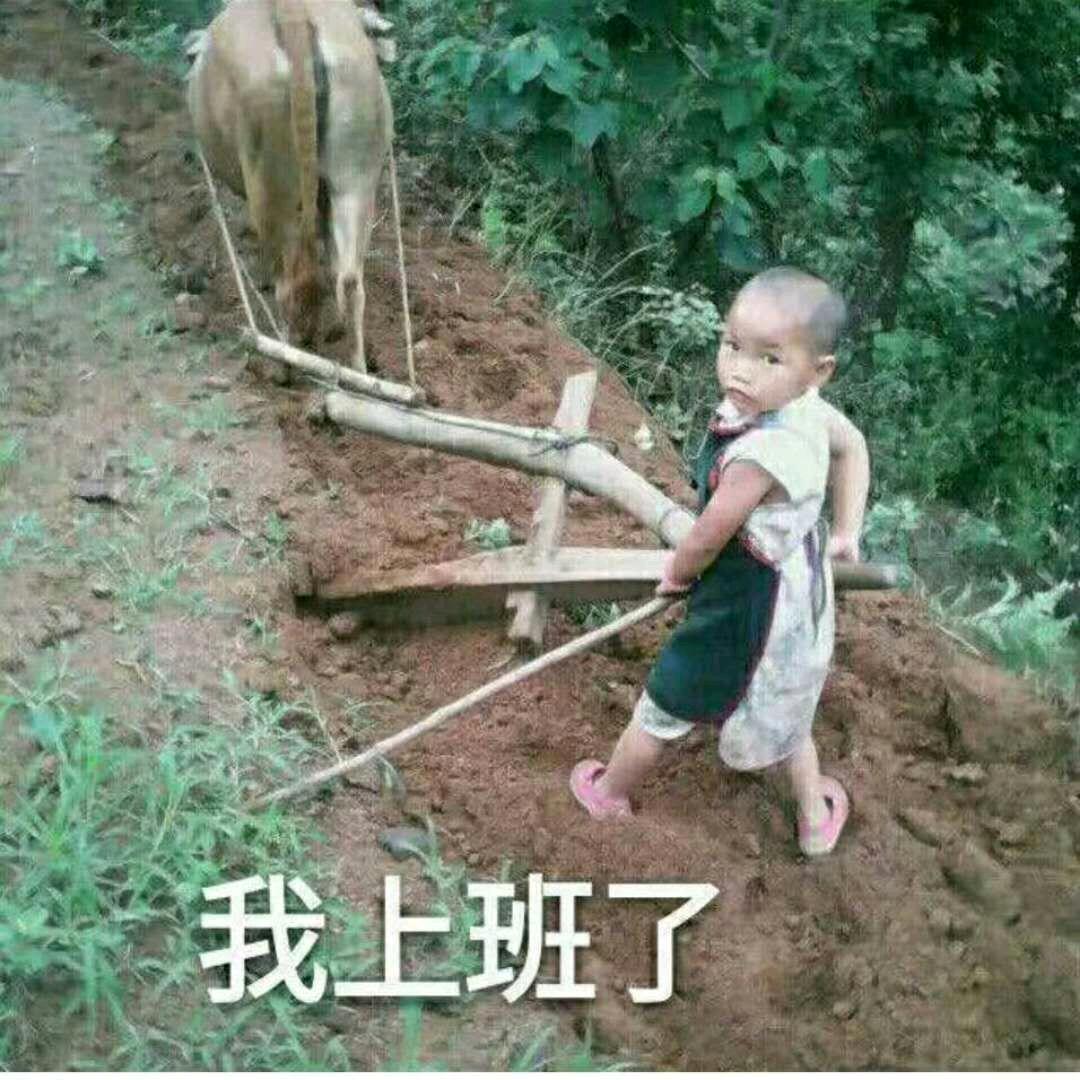 遭老头子