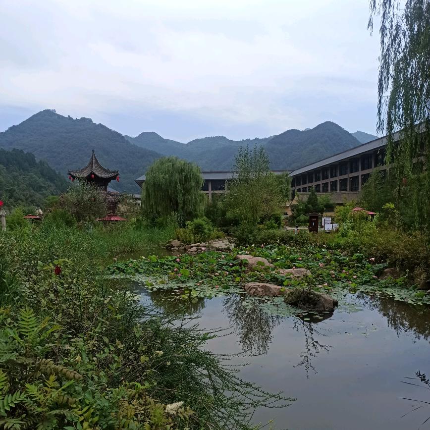 柠檬优选