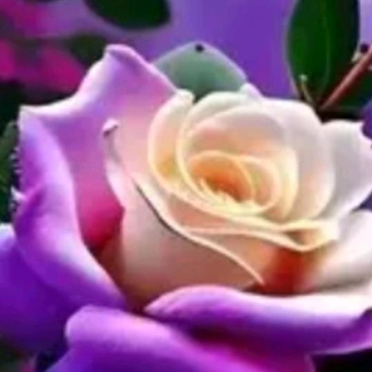 逗叶( ´◔ ‸◔`)