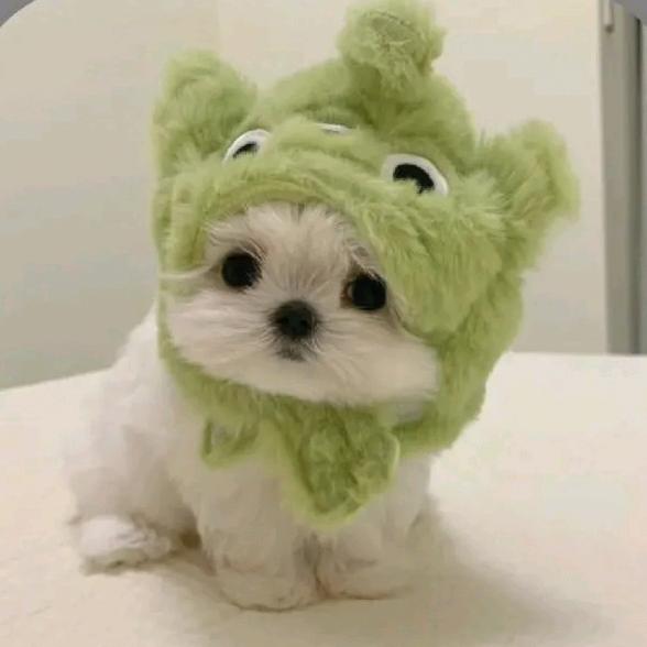 宠宝