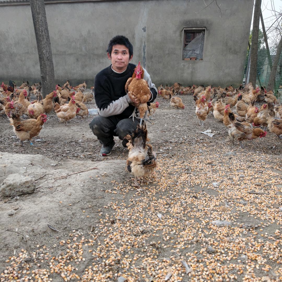 姜家柱散放羊溜达鸡土鸡蛋