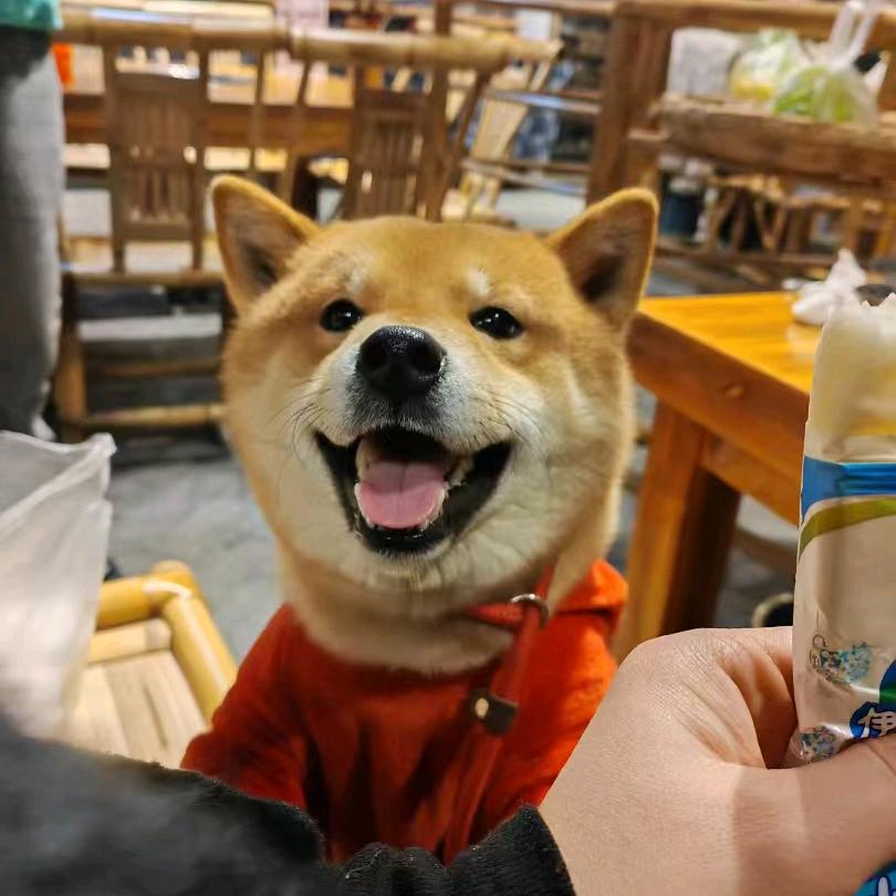 恋宠手工宠物零食