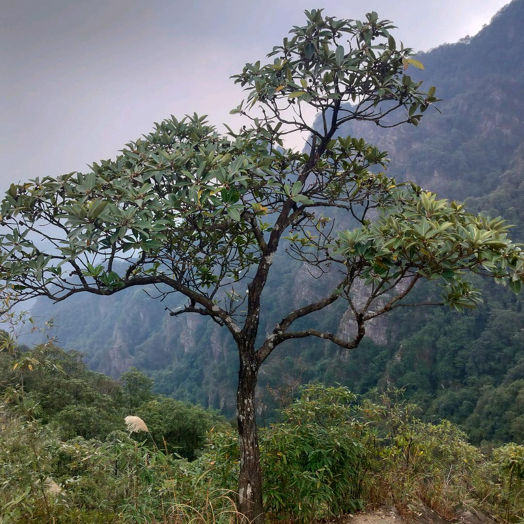 山野村夫
