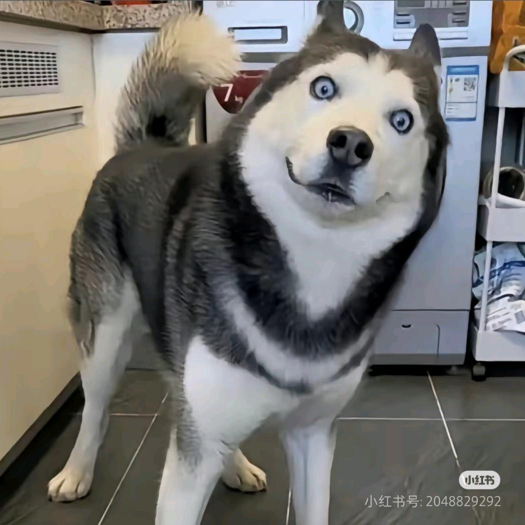 冰丝柠檬