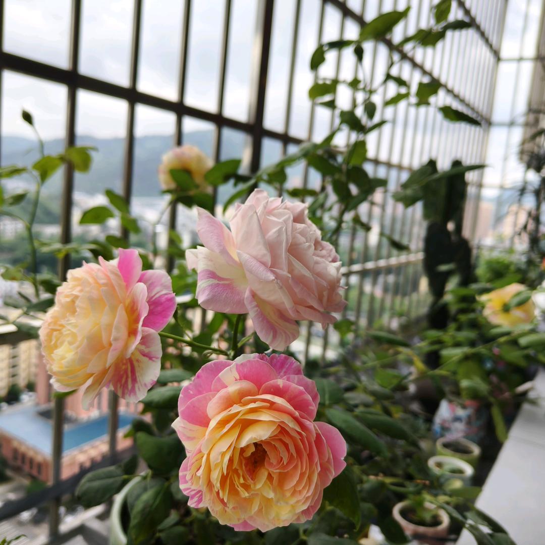 花花的花花