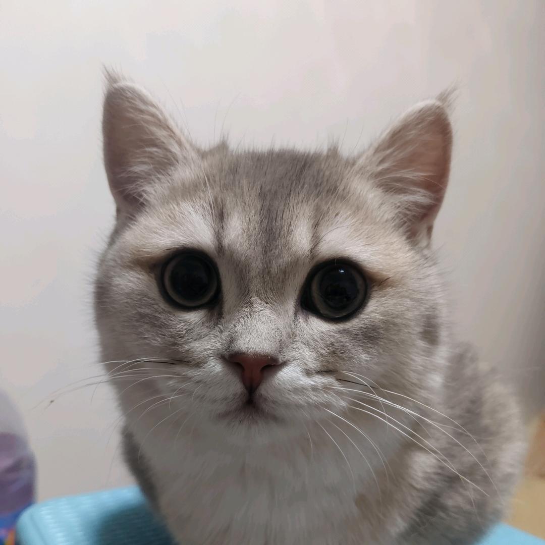 油腻大叔也爱猫