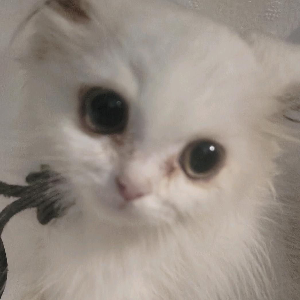 猫好困