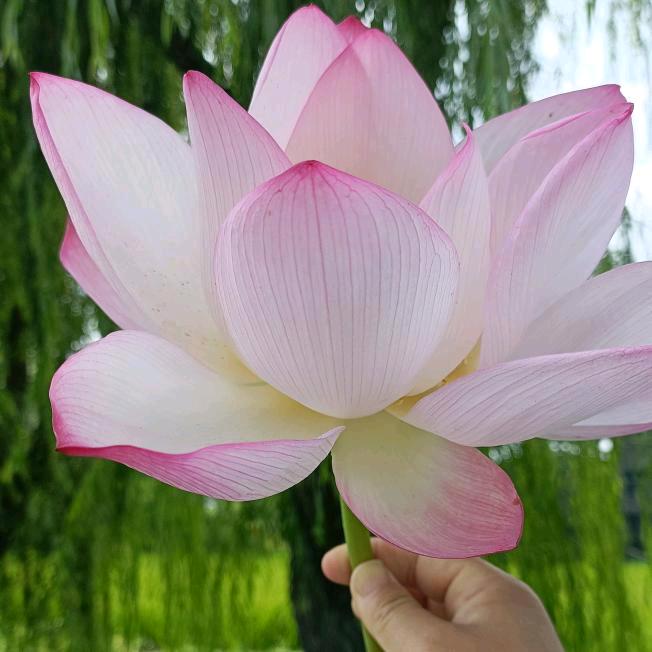 活着快乐