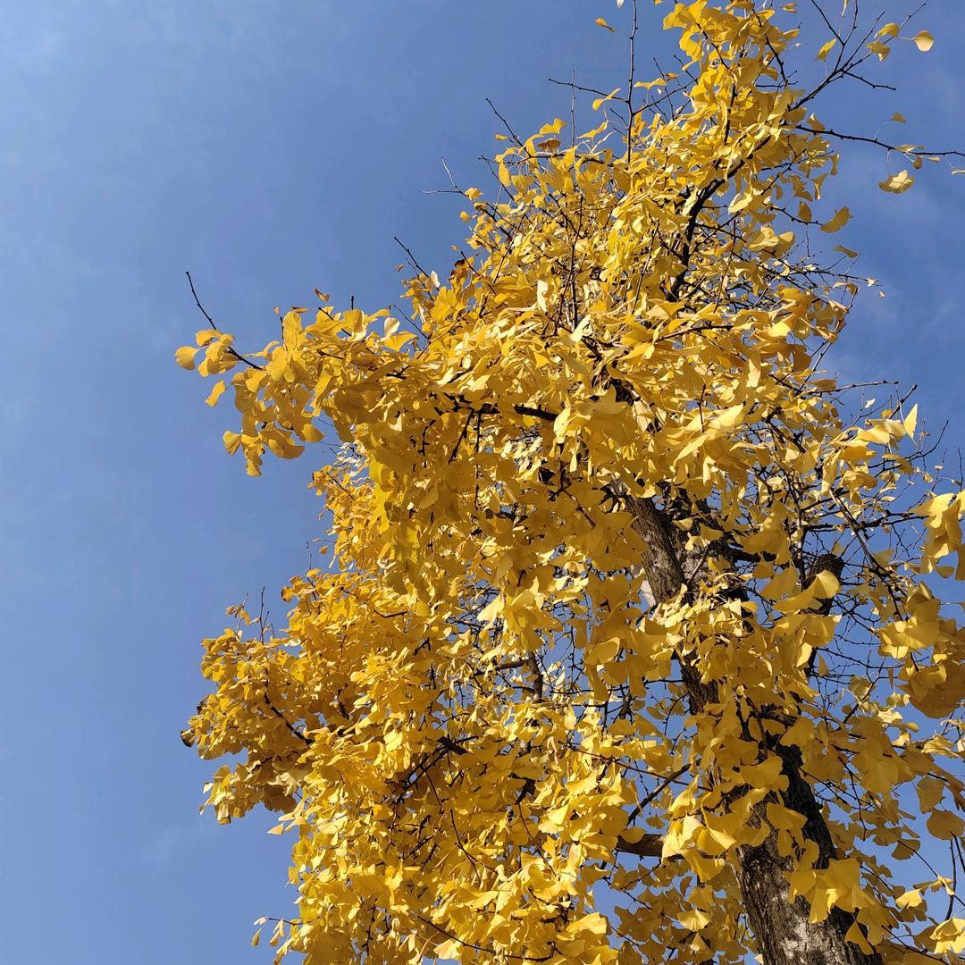 风清扬✺◟(∗❛ัᴗ❛ั∗)◞✺