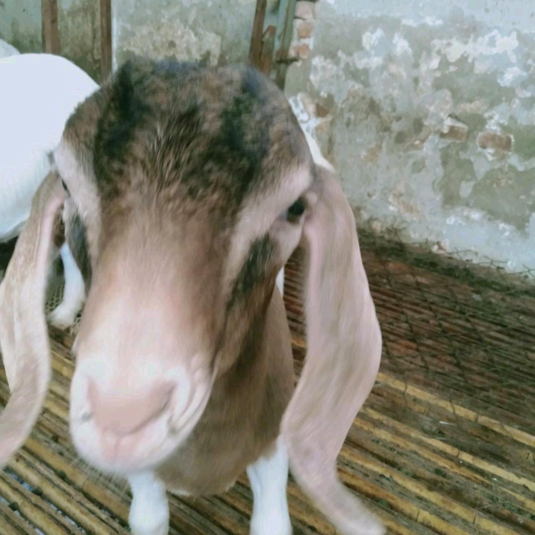 养殖