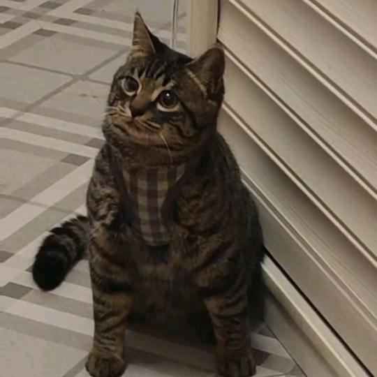 重生之逃跑后成了全村的白月光🐱