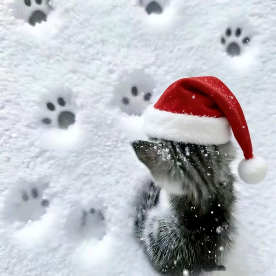 爽歪歪❄️(备战中考)