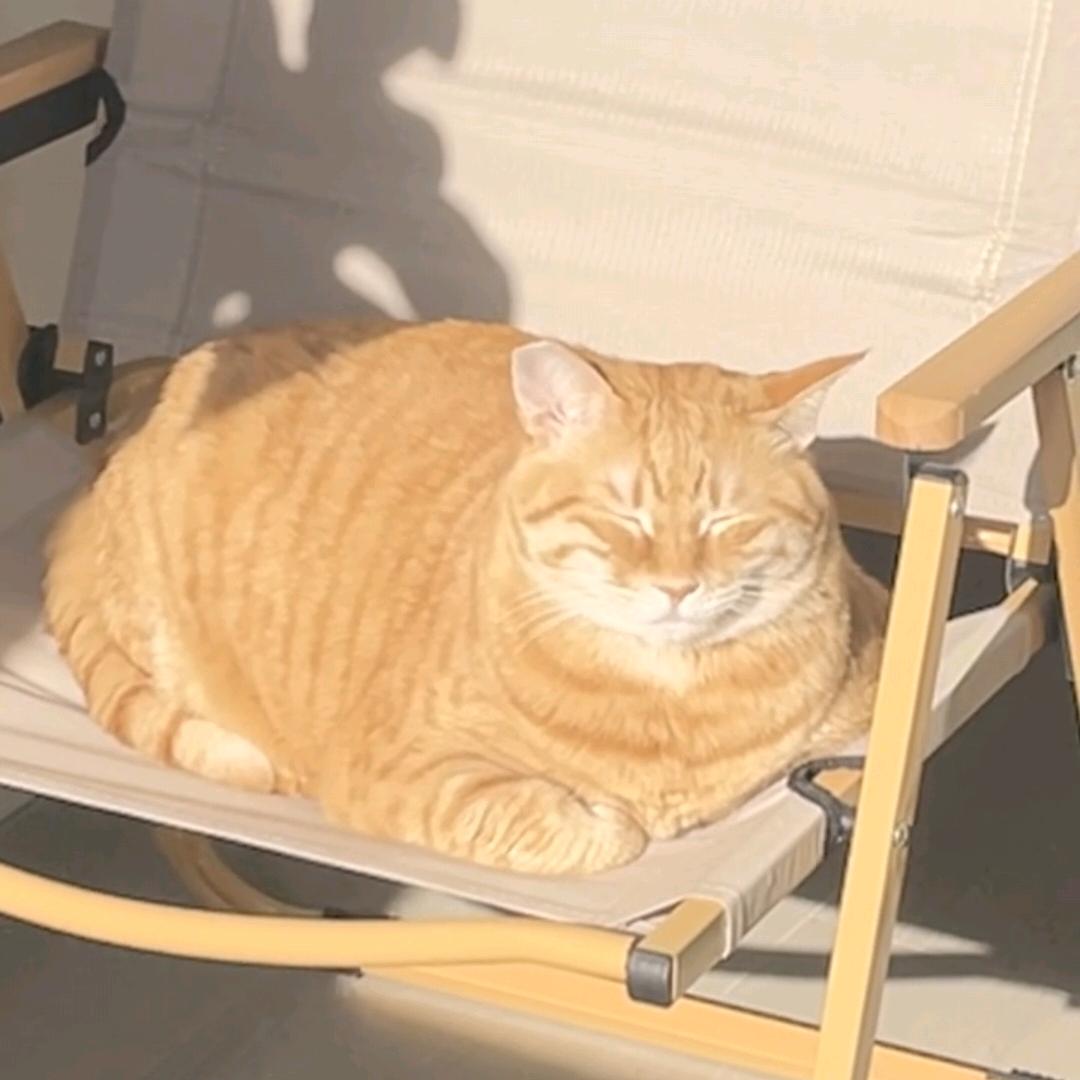 一只橘子猫头像
