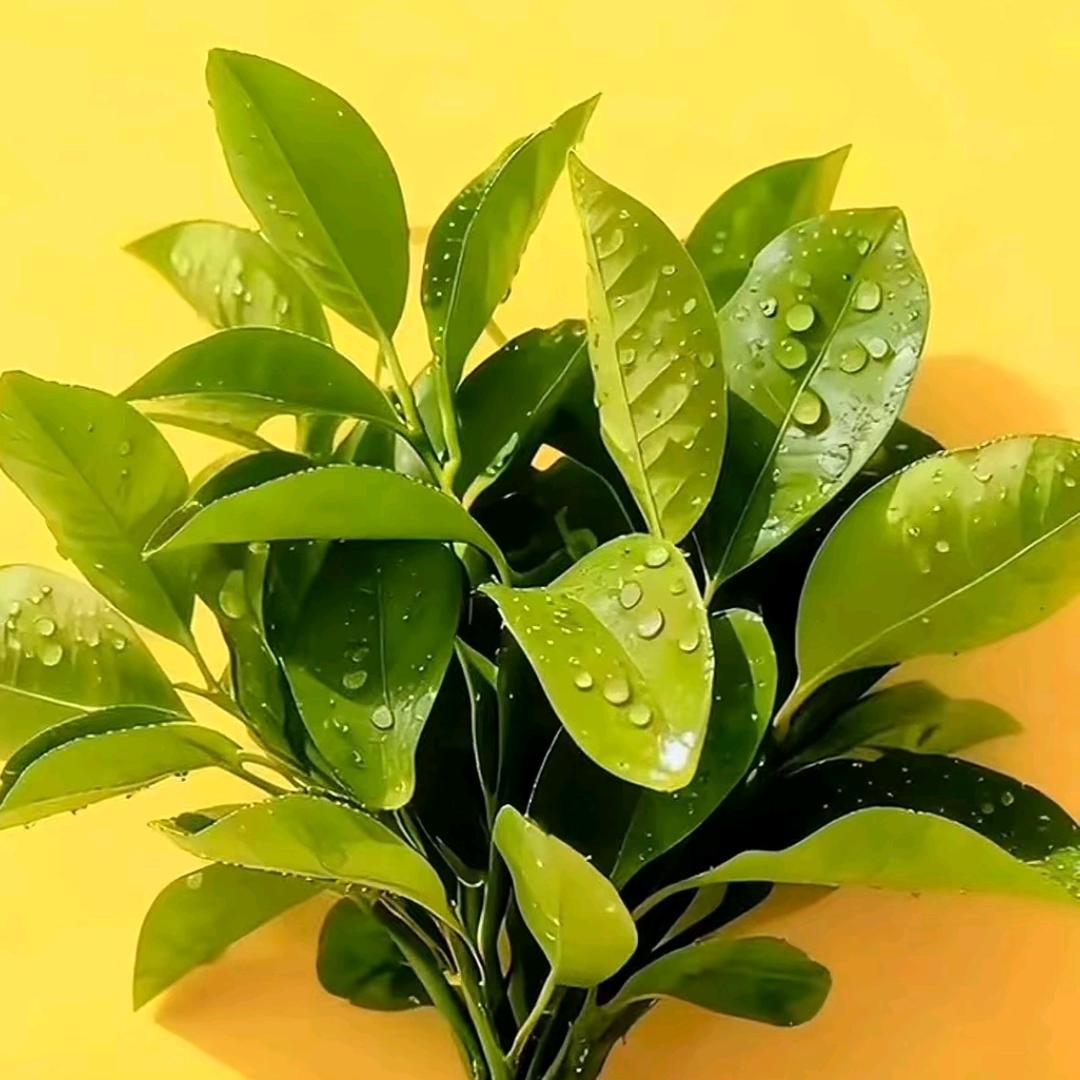 欢欢🤭