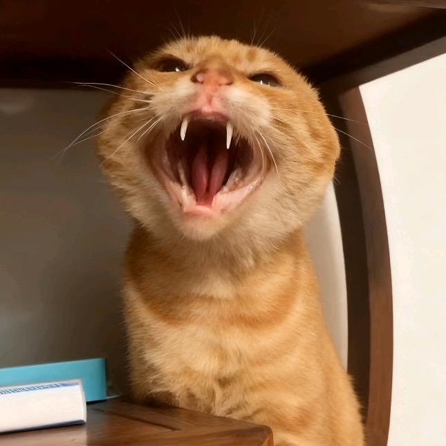 梦莫   　　　　　　　🪳