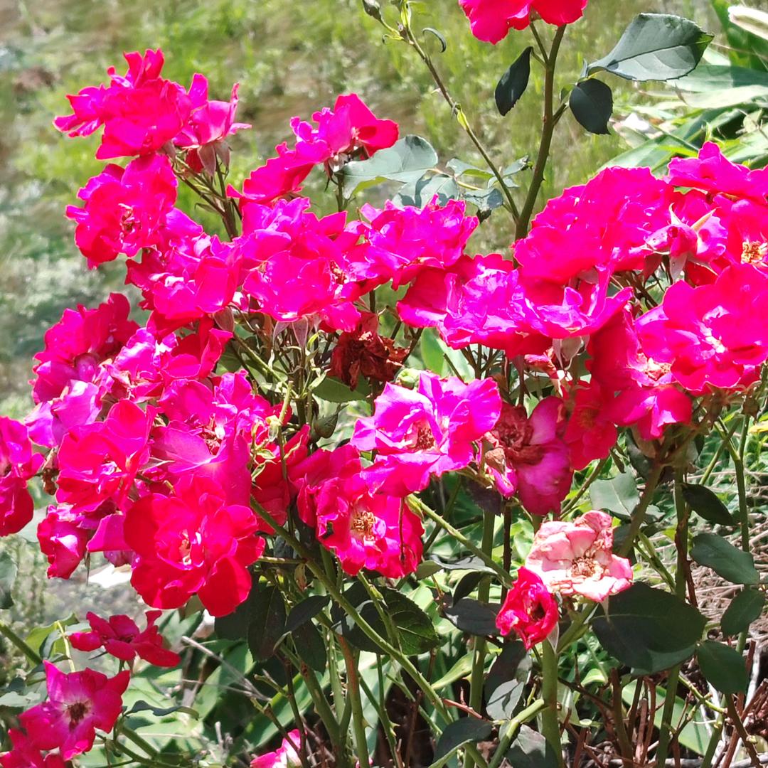 湖北姑娘，远嫁安徽