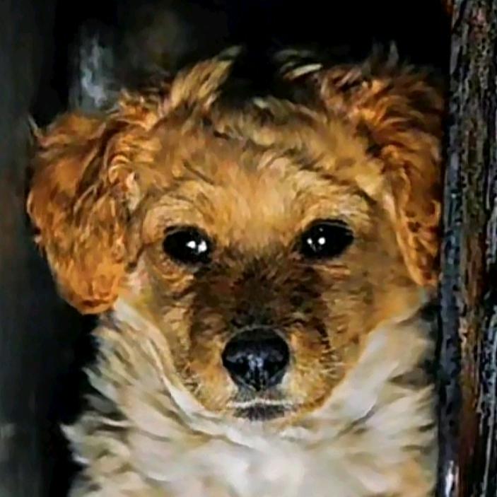 邪恶小狗卡温顿