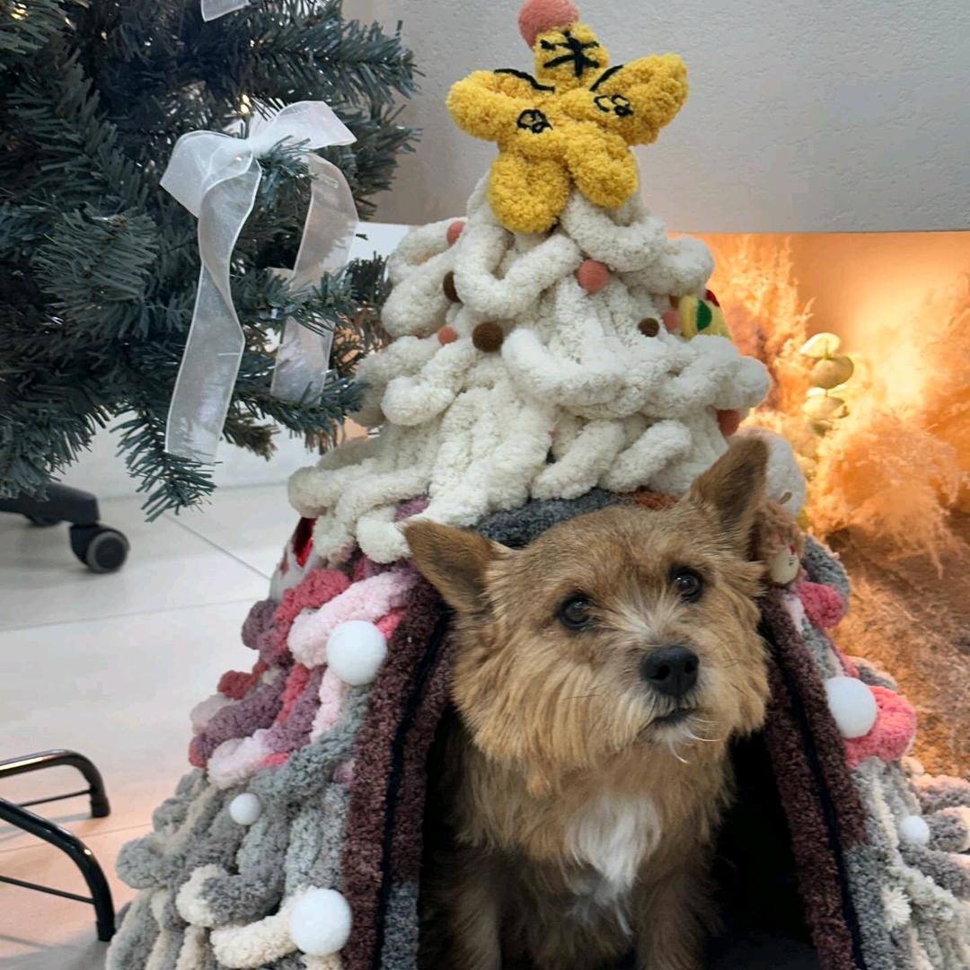 蒜蓉会呼吸🐯🐱🍊